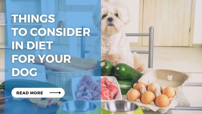 Things to Consider in Diet for Your Dog