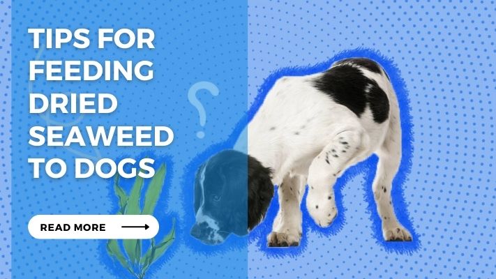 Tips for Feeding Dried Seaweed to Dogs