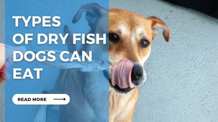 Types of Dry Fish Dogs Can Eat