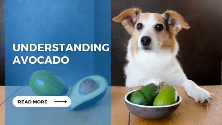 Understanding Avocado