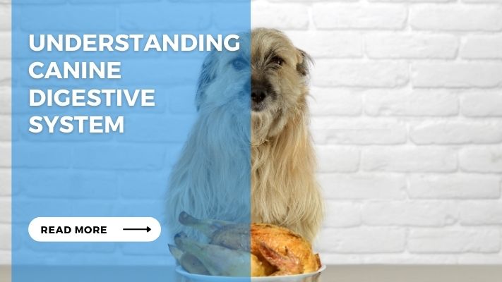 Understanding Canine Digestive System