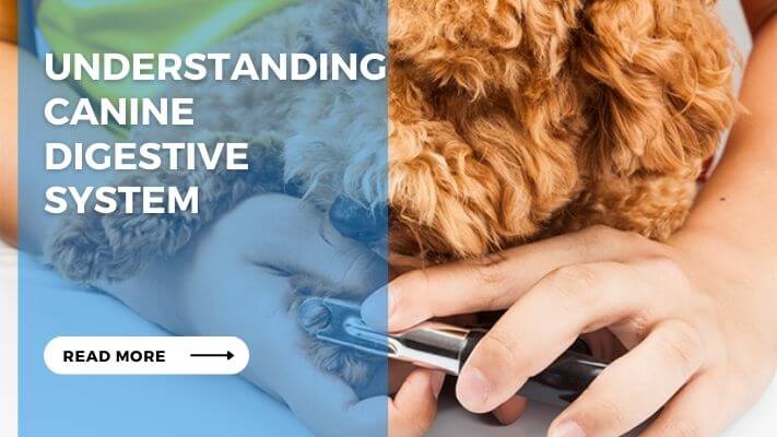 Understanding Canine Digestive System