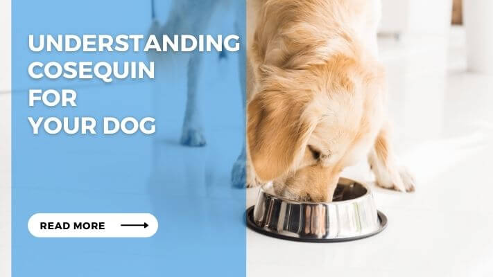 Understanding Cosequin for Your Dog