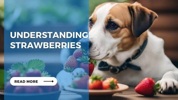 Understanding Strawberries