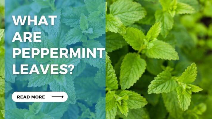 What Are Peppermint Leaves
