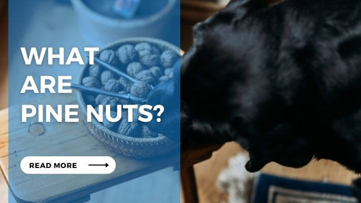 What Are Pine Nuts