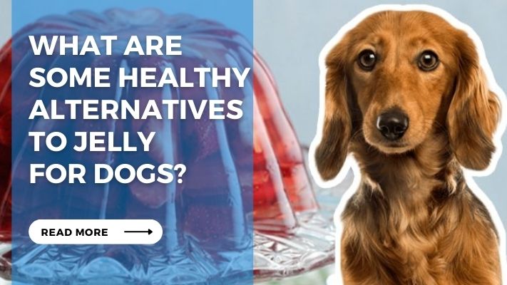 What Are Some Healthy Alternatives to Jelly for Dogs