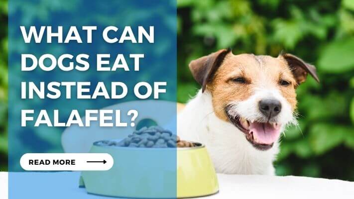 What Can Dogs Eat Instead of Falafel