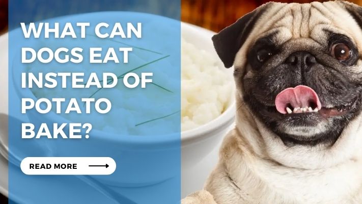 What to Do  If Your  Dog Eats Potato  Bake