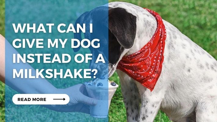 What Can I  Give My Dog Instead of a Milkshake