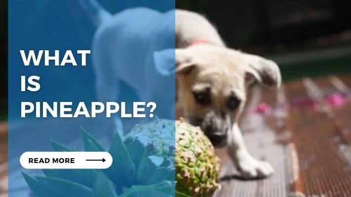 What Is Pineapple