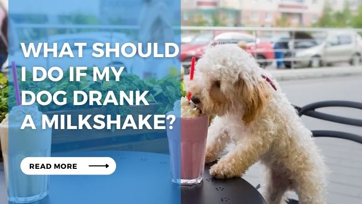 What Should  I Do If My  Dog Drank  a Milkshake