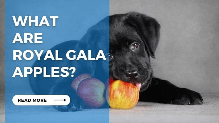 What are Royal Gala Apples