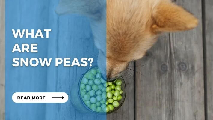 What are Snow Peas