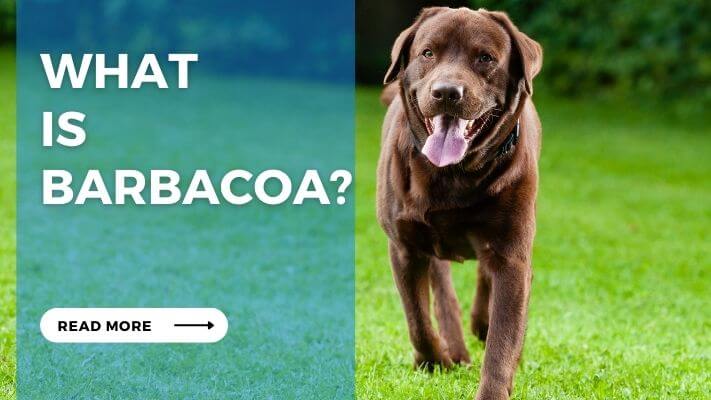 What is Barbacoa