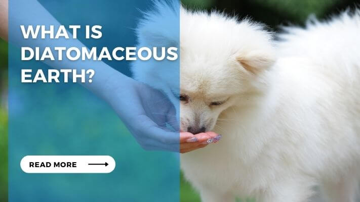 What is Diatomaceous Earth