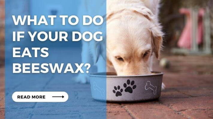 What to Do If Your Dog Eats Beeswax