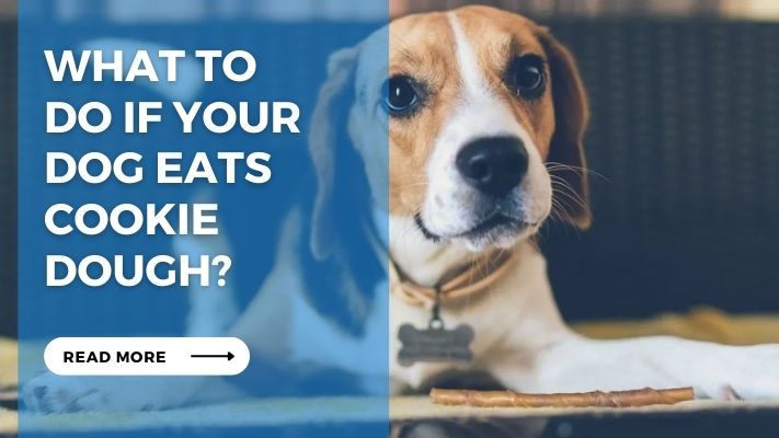 What to Do If Your Dog Eats Cookie Dough