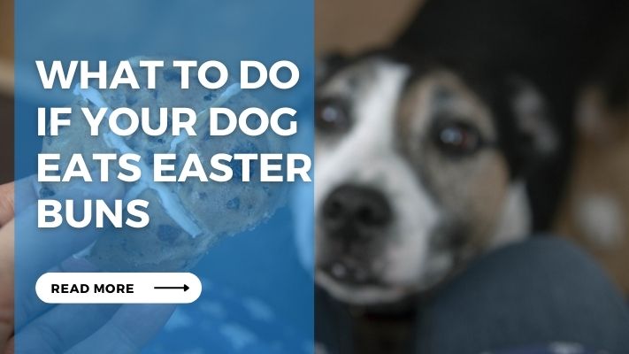 What to Do  If Your Dog  Eats Easter  Buns
