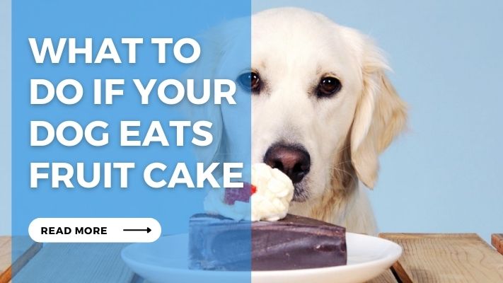 What to  Do If Your  Dog Eats  Fruit Cake