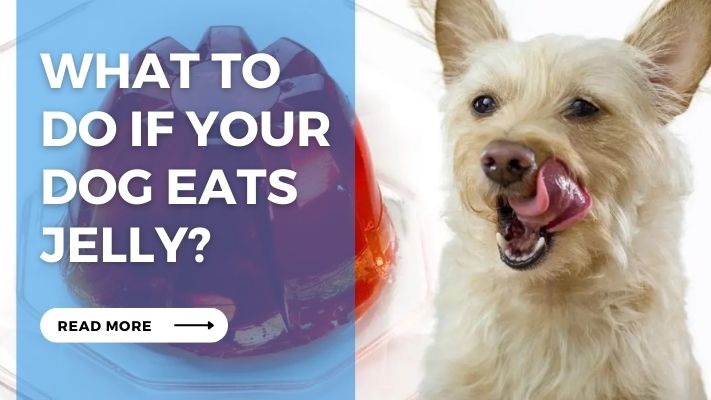 What to  Do If Your  Dog Eats  Jelly
