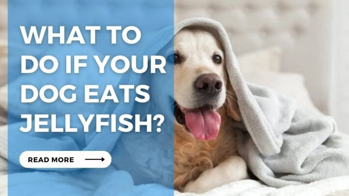 What to Do If Your Dog Eats Jellyfish