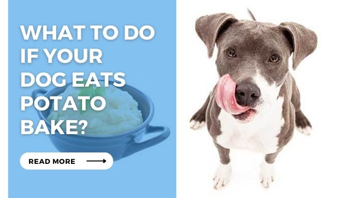 What Can  Dogs Eat  Instead of  Potato  Bake