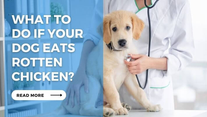 What to Do If Your Dog Eats Rotten Chicken