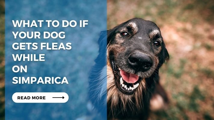 What to Do If Your Dog Gets Fleas While on Simparica