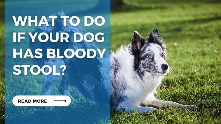 What to Do If Your Dog Has Bloody Stool