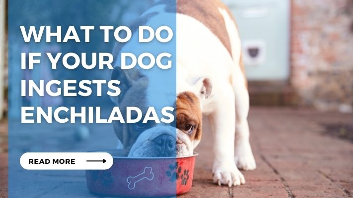 What to Do  If Your Dog Ingests Enchiladas