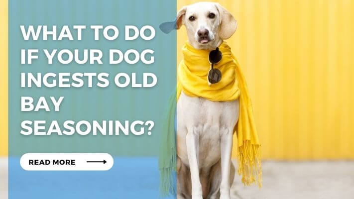 What to Do If Your Dog Ingests Old Bay Seasoning