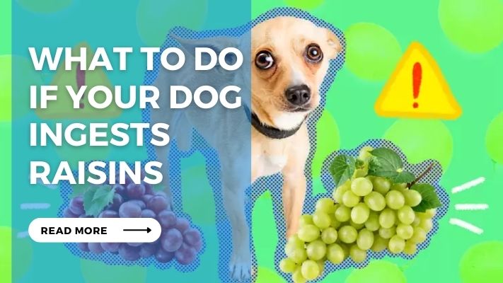 What to Do If Your Dog Ingests Raisins