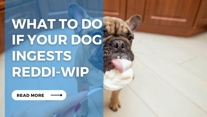 What to Do  If Your Dog Ingests  Reddi-Wip