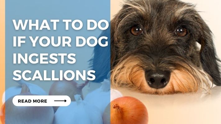 What to Do  If Your Dog Ingests Scallions