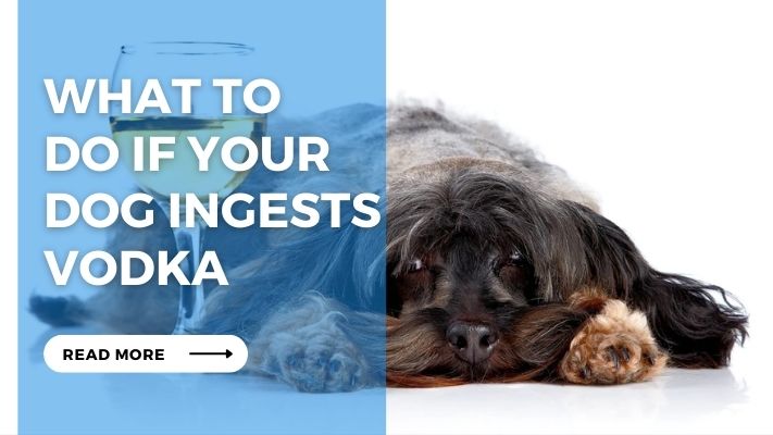 What to Do If Your Dog Ingests Vodka