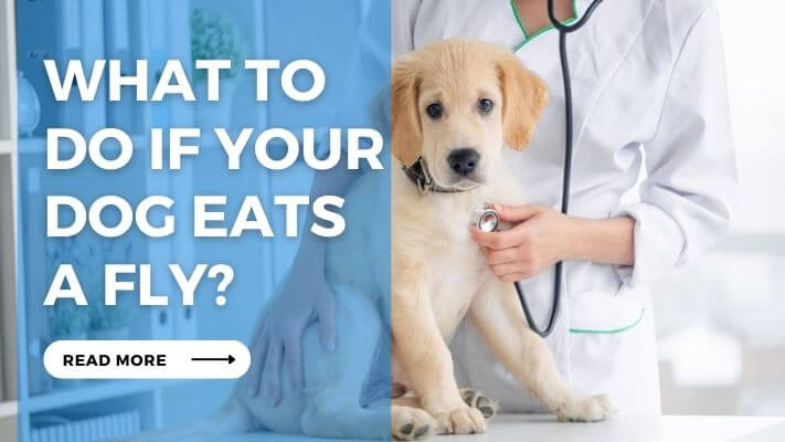 What to Do If Your Dog eats a Fly