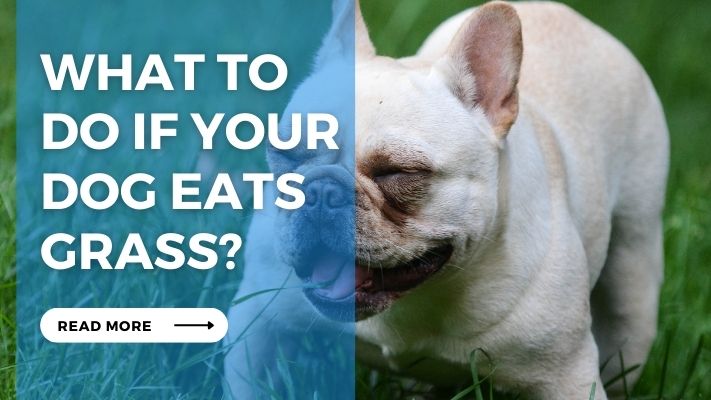 What to Do if Your Dog Eats Grass