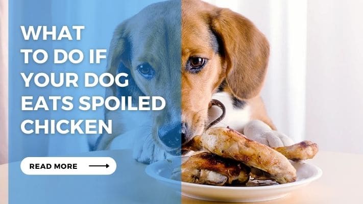 What to Do if Your Dog Eats Spoiled Chicken