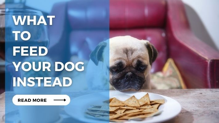 What to Feed Your Dog Instead