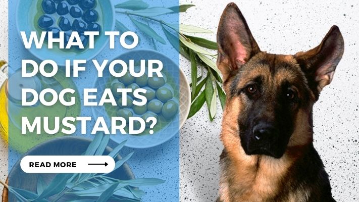 What to  do if your  dog eats  mustard