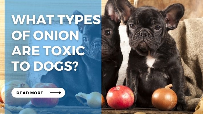 What types  of onion  are toxic  to dogs