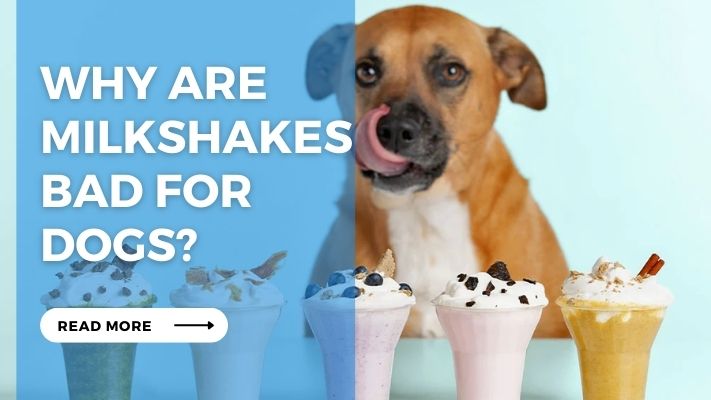 Why Are Milkshakes  Bad For  Dogs