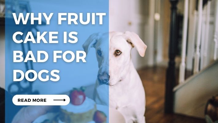 Why Fruit  Cake is  Bad for  Dogs