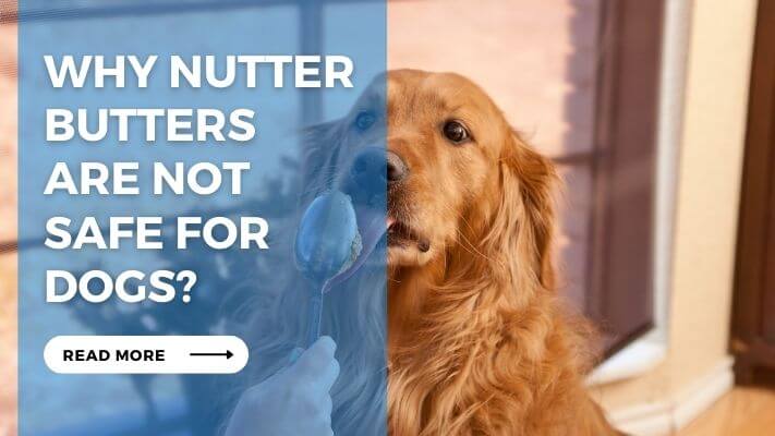 Why Nutter Butters are Not Safe for Dogs