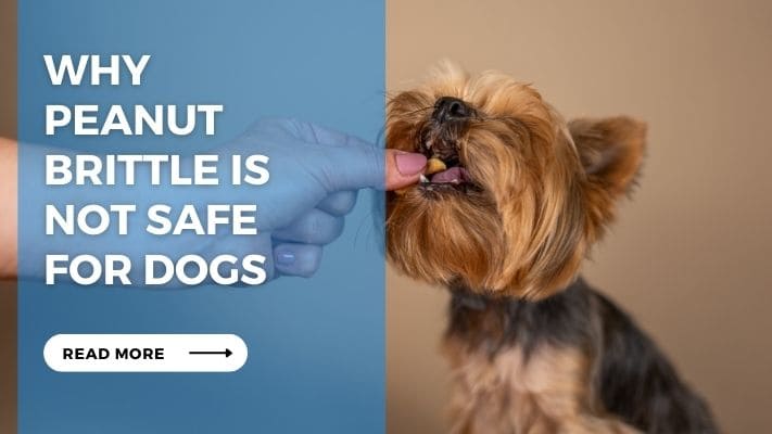 Why Peanut Brittle is Not Safe for Dogs