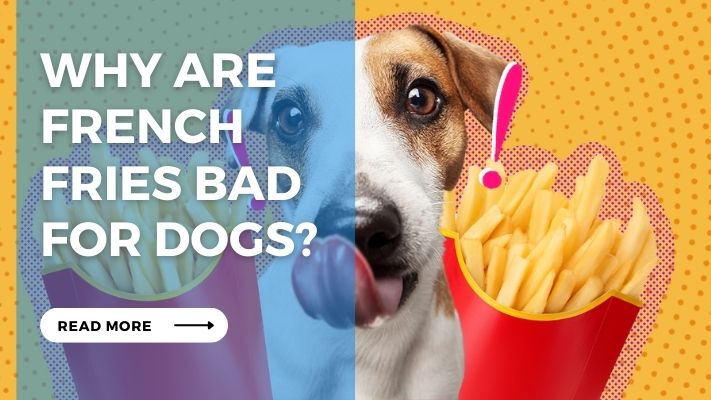 Why are  French  Fries Bad  for Dogs