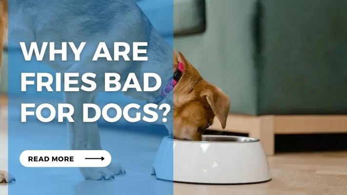 Why are  fries bad  for dogs