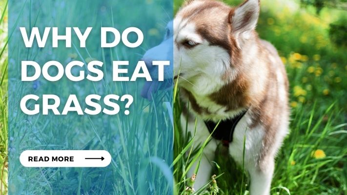 Why do Dogs Eat Grass