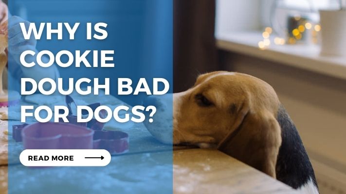 Why is  Cookie  Dough Bad  for Dogs